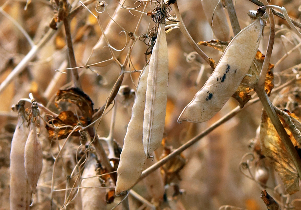 Earlier this month Manitoba's Minister of Agriculture, Ralph Eichler, took to Twitter to sing the praises of dry peas. | File photo