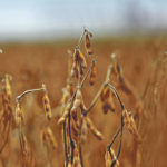 Increased soybean demand is expected to occur particularly in North America, Brazil and Europe. | File photo