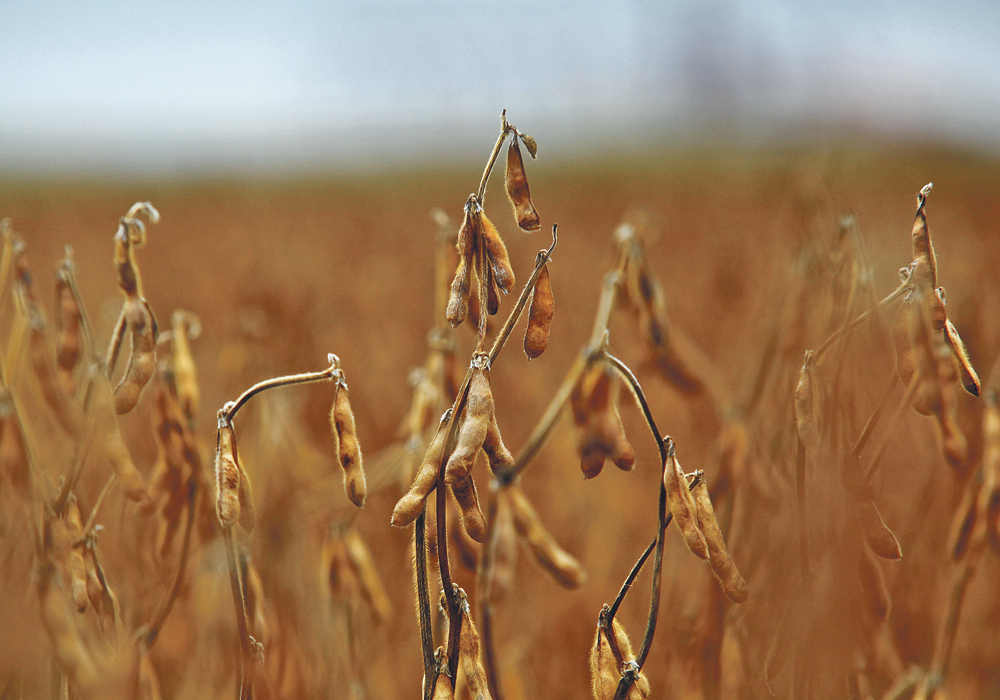 Increased soybean demand is expected to occur particularly in North America, Brazil and Europe.  |  File photo