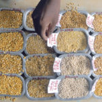 Attempting to appease the country’s hundreds of millions of farmers by propping up crop prices had been front-of-mind for Indian politicians leading up to the national election, but now that the election is over, some market observers feel the government may start easing import duties on crops such as lentils, peas and chickpeas. | REUTERS/Babu photo