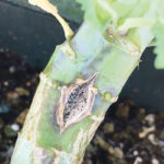 Researchers say new information about the canola genome could help breed varieties with long-term resistance to blackleg. | File photo