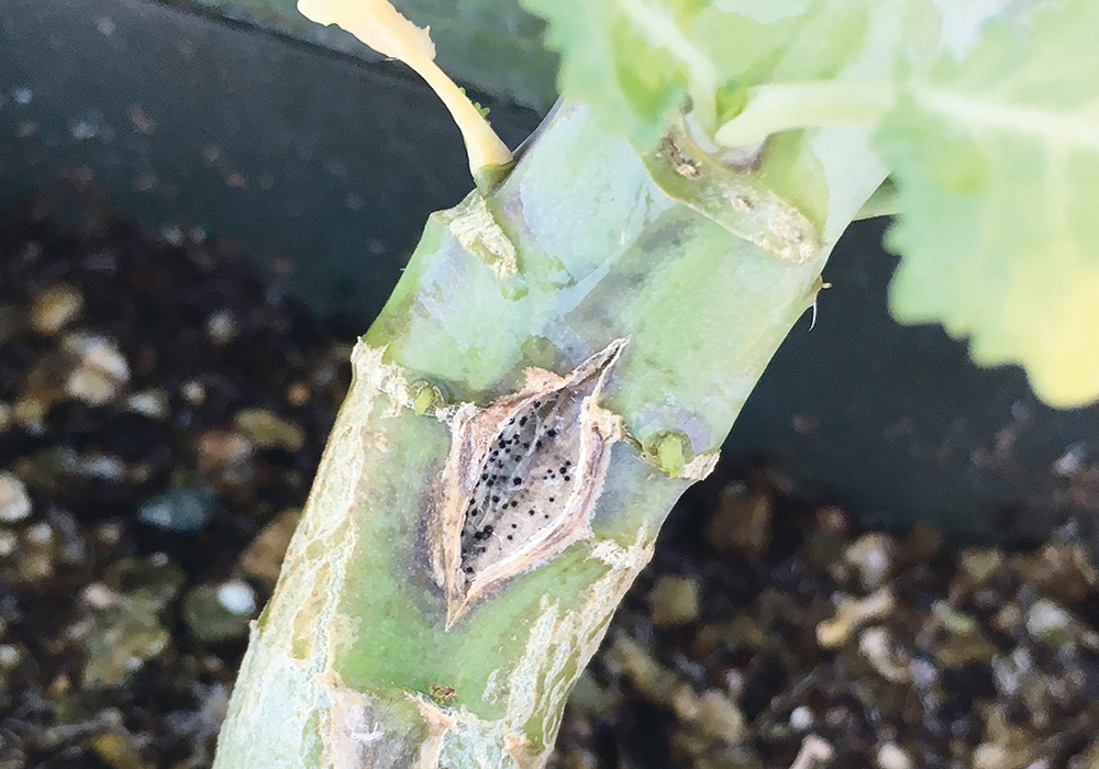 Researchers say new information about the canola genome could help breed varieties with long-term resistance to blackleg.  |  File photo