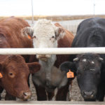 Prices held reasonably steady for the most part, although outside market influences may keep some caution in the Canadian cattle sector over the next few months. | File photo