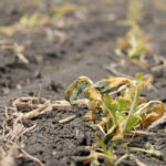 The cold temperatures arrived just as canola and soybean plants were popping out of the ground, so a number of producers may have to re-seed their crops. | File photo