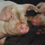 China has been struggling to control the African swine fever epidemic, which some analysts predict could see up to 200 million pigs die or be culled this year, causing a huge shortage of pork locally and have economic impact on the meat and feed industry globally. | File photo