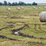 Haying was stalled and bales stranded on a farm near Alva, Okla. last week. Rain and flood waters continue to plague the American Midwest and central plains. In many areas crops remain half planted and growers are planning to shift from corn to soybeans, once they can return to the fields. | REUTERS/Gene Blevins photo
