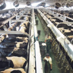 American farm-size in dairy continues to climb. Shamrock Dairy Farms, Farm One near Pheonix, Arizona milk about 10,000 conventional cows daily. The business also operates an organic dairy barn operation nearby, on Farm One. The family-owned farm is one of the region’s largest, stated in 1922, the company has its own processing, retail and food service operations. | Michael Raine photo