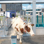 A farm based at a port in Rotterdam, the Netherlands now has 32 cows in a highly mechanized operation. | Chris McCullogh photo
