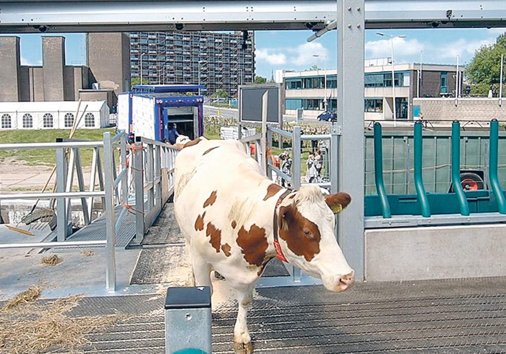 A farm based at a port in Rotterdam, the Netherlands now has 32 cows in a highly mechanized operation.  |  Chris McCullogh photo