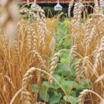Because of the many agronomic benefits, and some of the financial ones, intercropping is on the rise. One of the most popular combinations in the U.S. and Australia puts soybeans between rows of winter wheat. The wheat is harvested in July, leaving the beans with plenty of sunshine as they mature through to their harvest date. | Dave Dietrich photo