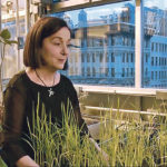 Gloria Coruzzi of New York University’s Center for Genomics and Systems Biology studies gene regulatory networks controlling nitrogen use efficiency and root nutrient uptake. | New York University photo