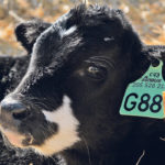 Water quality, plant toxicity and fog fever can all arise during drought, potentially affecting livestock health. | Cheryl Hare photo