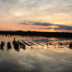 In the modern era there has never been more than 3.8 million acres of corn that couldn’t get in the ground. This could be the year that sets a new record. | File photo