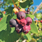 Saskatoon berries are so good right off the bush. They are also a great addition to your favourite summer desserts. | Jodie Mirosovsky photo