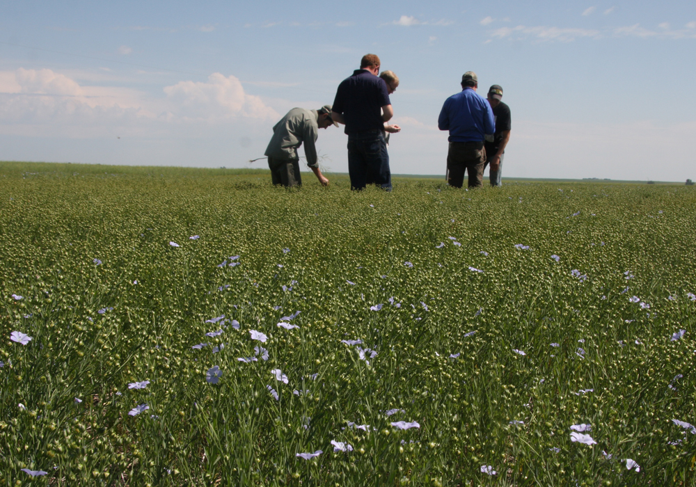 The Grain World Crop Tour is back for a second consecutive year in 2019. | File photo