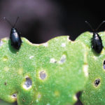 Across the Prairies, hundreds of producers are coping with high populations of flea beetles. | File photo
