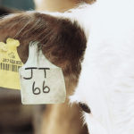 The head of the Canadian Cattle Identification Agency says changes to traceability regulations could cost $1.5 million, causing the organization to look for ways to recoup those dollars.
| File photo