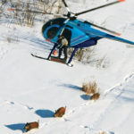 Wild pigs are captured with a net gun to fit them with GSP collars. | University of Saskatchewan/Ryan Brook photo