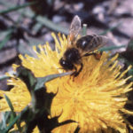 The findings could help farmers and landowners plant crops, flowers, shrubs, bushes and wildflowers that will produce nectar over a wider expanse of time when pollinators depend on them. | File photo