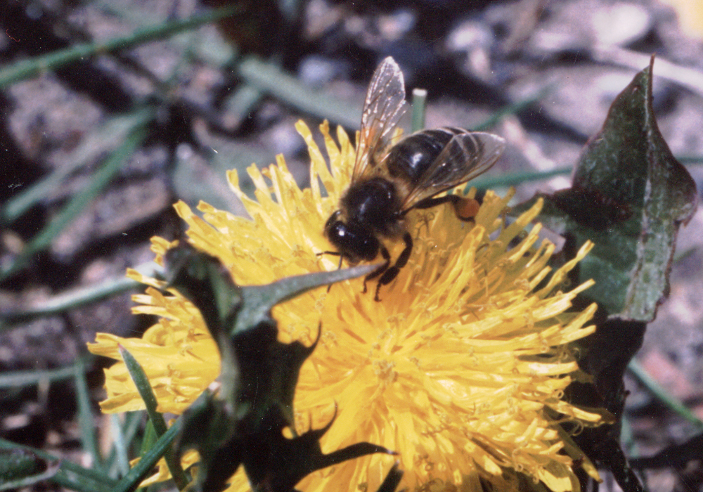 The findings could help farmers and landowners plant crops, flowers, shrubs, bushes and wildflowers that will produce nectar over a wider expanse of time when pollinators depend on them. | File photo