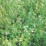 Cover crop in the extreme. This beautiful recipe includes radish, crimson clover, hairy vetch and winter oats. Steve Groff coaches farmers on the benefits of cover crops and how to make them profitable. | Steve Groff photo