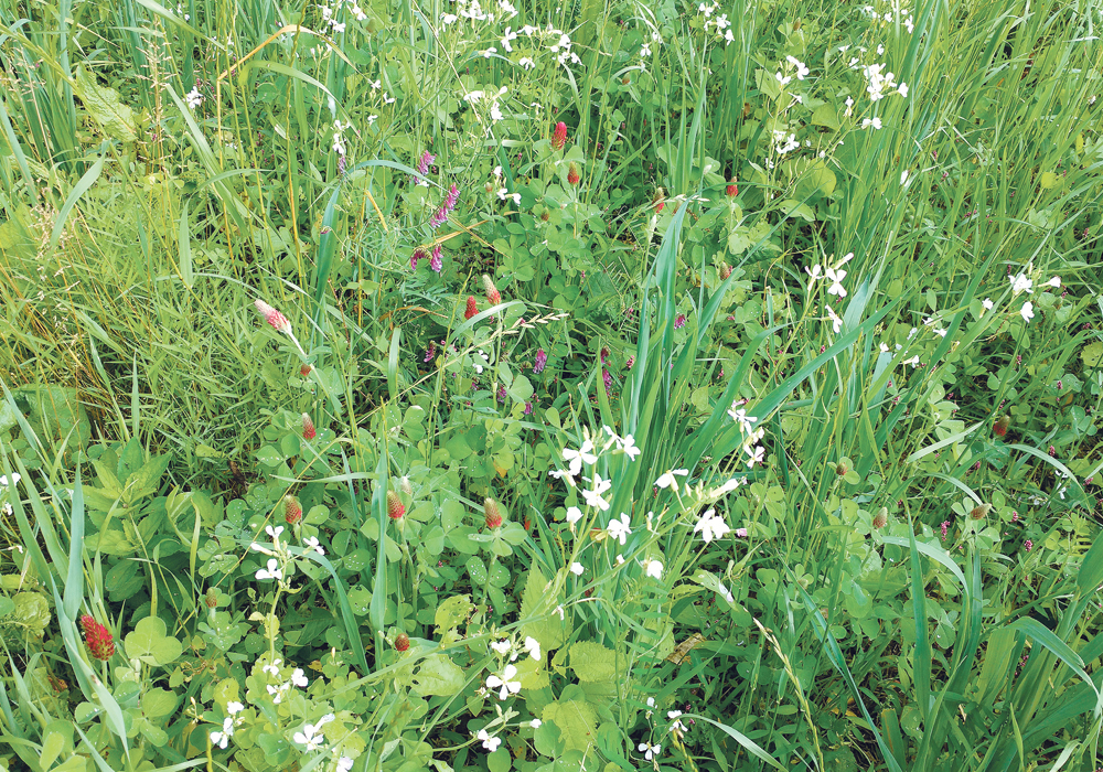 Cover crop in the extreme. This beautiful recipe includes radish, crimson clover, hairy vetch and winter oats. Steve Groff coaches farmers on the benefits of cover crops and how to make them profitable.  |  Steve Groff photo