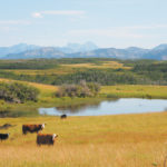 Cattle producers with grazing leases on land under negotiation who are concerned about land and water have been assured they will not be displaced, but uncertainty remains.
| File photo