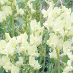 Locoweed is a member of one of the plant families that Alberta researchers are examining as possible sources of antibiotics. | File photo