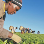 Canada can support rural transformation around the world by investing in agriculture, especially for women and small-scale farmers. | REUTERS/Noor Khamis photo