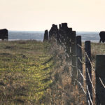 While exports are growing, Canada’s herd remains unchanged. The most recent census shows the country’s herd is the smallest since 1991. | File photo