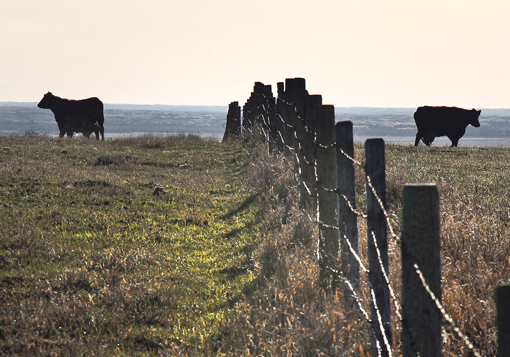 While exports are growing, Canada’s herd remains unchanged. The most recent census shows the country’s herd is the smallest since 1991.  |  File photo