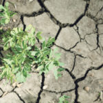 Much of the Prairies is going through one of the driest springs in the more than 100 years that Environment Canada has been keeping records. | File photo