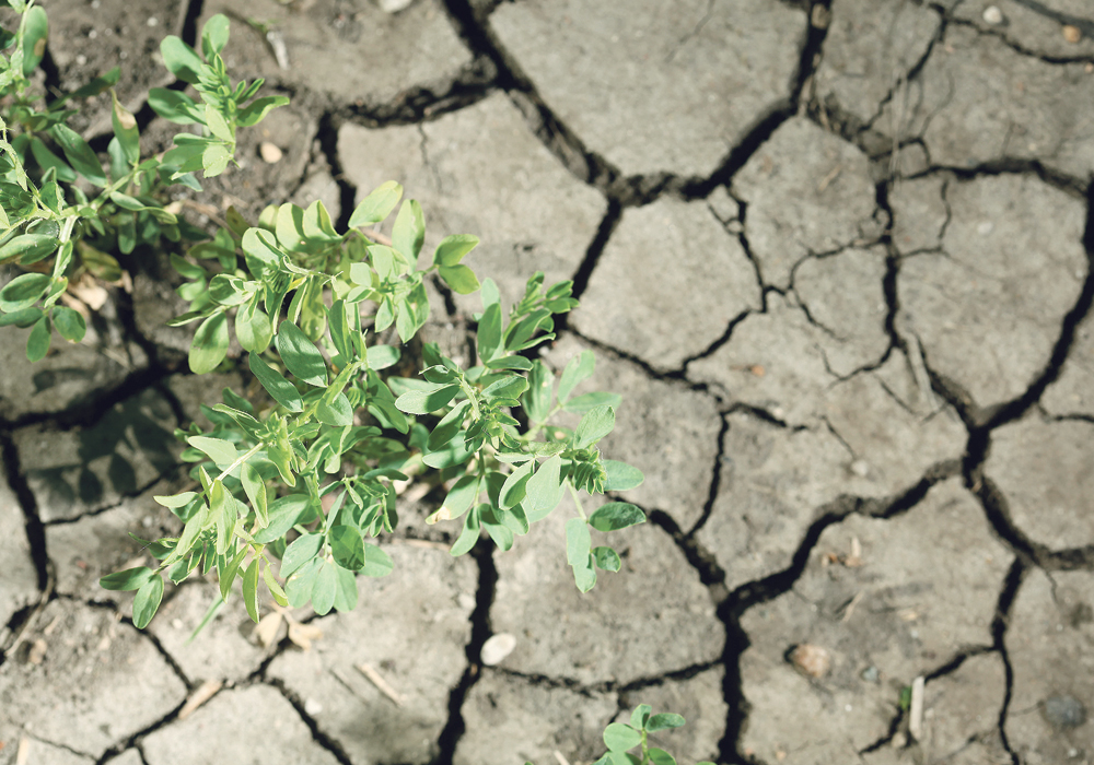 Much of the Prairies is going through one of the driest springs in the more than 100 years that Environment Canada has been keeping records.  |  File photo
