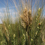 There are currently no commercially approved genetically modified wheat varieties, and incidences of rogue plants are rare. However, unapproved plants were found in 2018 in Alberta, Canada, in 2016 in Washington state, in 2014 in Montana and in 2013 in Oregon. | File photo
