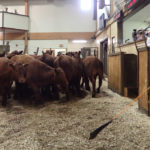 A number of auctions were closed for the week, and many will soon be shutting down for the summer or running at a reduced capacity. Prices for what was still moving have weakened over the past month, taking some direction from recent declines in the United States cattle futures. | File photo