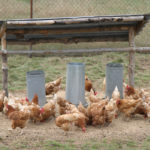 ILT is an acute respiratory disease of chickens. It's caused by a herpes virus that usually kills 10-20 percent of infected birds, but mortality can reach 70 percent in some cases. | File photo