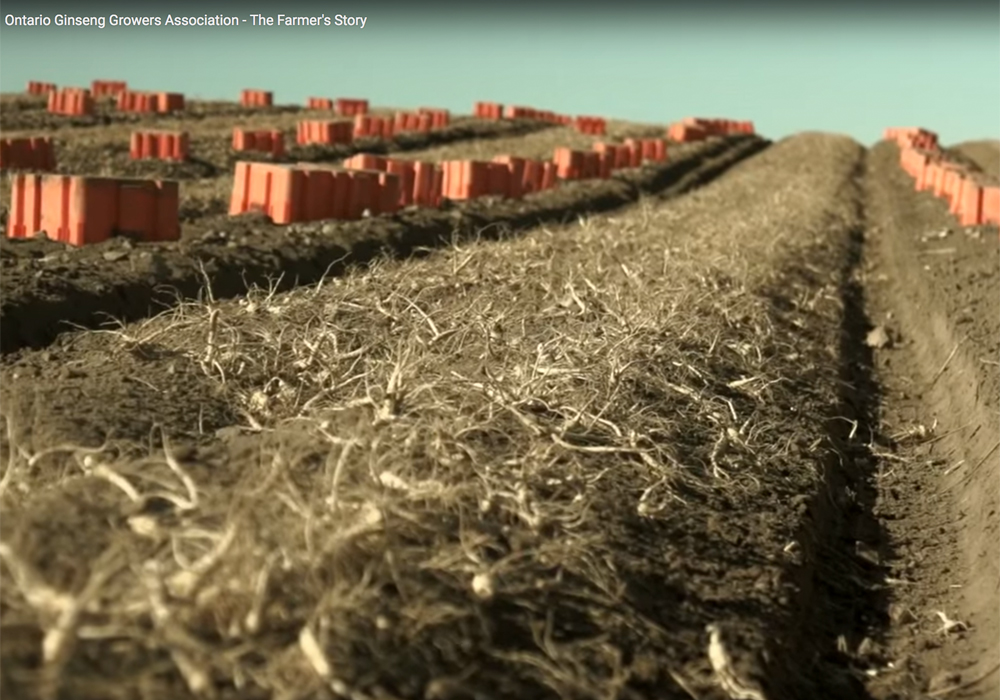Rebecca Coates, executive director for Ginseng Ontario, stated China is only one of many export destinations for Canadian-grown ginseng, and other major buyers include Hong Kong, Taiwan, Singapore and Europe. | Video screencap via ginsengontario.com