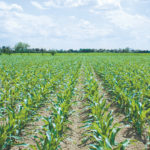 Corn planting in Canada has struggled this year much like farmers have in the United States, according the latest World Agriculture Supply and Demand Estimates (WASDE) issued by the U.S. Department of Agriculture (USDA) on June 11. | File photo