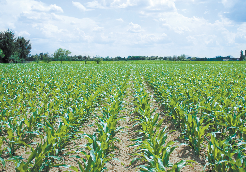 Corn planting in Canada has struggled this year much like farmers have in the United States, according the latest World Agriculture Supply and Demand Estimates (WASDE) issued by the U.S. Department of Agriculture (USDA) on June 11. | File photo