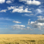 Prices are generally topping out in the C$3.90 per bushel area in Manitoba, C$3.50 in Saskatchewan, and C$3.99 in Alberta, according to Prairie Ag Hotwire data. New crop bids range from around C$2.70 to C$3.30 across the Prairie provinces. | File photo