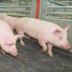 High turnover not only upsets scheduling and steady operations, but also sees skills disappear.
That affects how well pigs are served, and that affects their growth.
| File photo