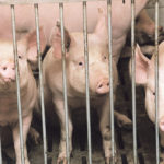The impact of temperature swings on hogs isn’t well understood, an expert says. | File photo