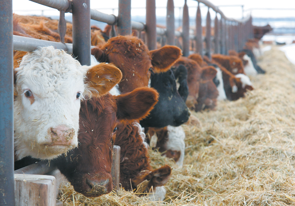Bovine respiratory disease is the leading cause of sickness and death in newly received feedlot calves. | File photo
