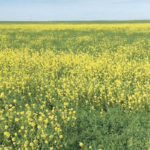 There’s a lentil crop somewhere beneath the weeds, and Group 2 herbicides can’t do a thing about it. University of Saskatchewan researchers are getting better control of kochia and wild mustard using organic farming methods than chemical methods. | Steve Shirtliffe photo