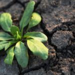 Clark Brenzil, provincial weed specialist with Saskatchewan Agriculture, said some farmers are unsure about when to spray annual weeds due to poor soil moisture. | File photo