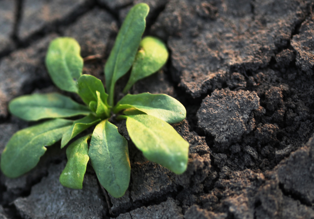 Clark Brenzil, provincial weed specialist with Saskatchewan Agriculture, said some farmers are unsure about when to spray annual weeds due to poor soil moisture. | File photo