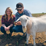 Blanche, a fainting goat, insists on being part of the picture as Holly White and Kent Sereda examine a canola field near their home at Rolling Hills, Alta. | Barb Glen photo