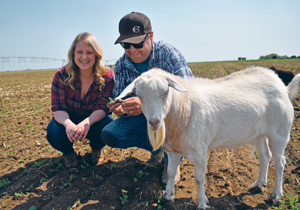 Blanche, a fainting goat, insists on being part of the picture as Holly White and Kent Sereda examine a canola field near their home at Rolling Hills, Alta.  |  Barb Glen photo