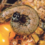 Fall armyworm was first detected in China’s Yunnan province in January and has since rapidly spread across 15 provinces and 222,300 acres of farmland in southern China. | Corteva Agriscience photo