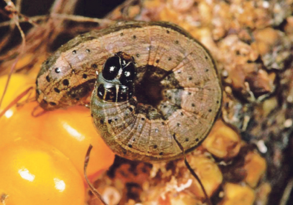 Fall armyworm was first detected in China’s Yunnan province in January and has since rapidly spread across 15 provinces and 222,300 acres of farmland in southern China.  |   Corteva Agriscience photo